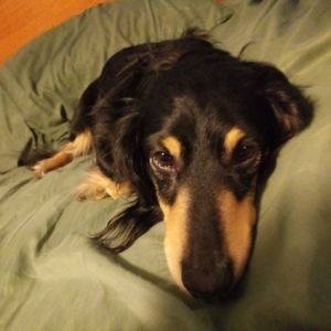 Meet your Posher, Collette